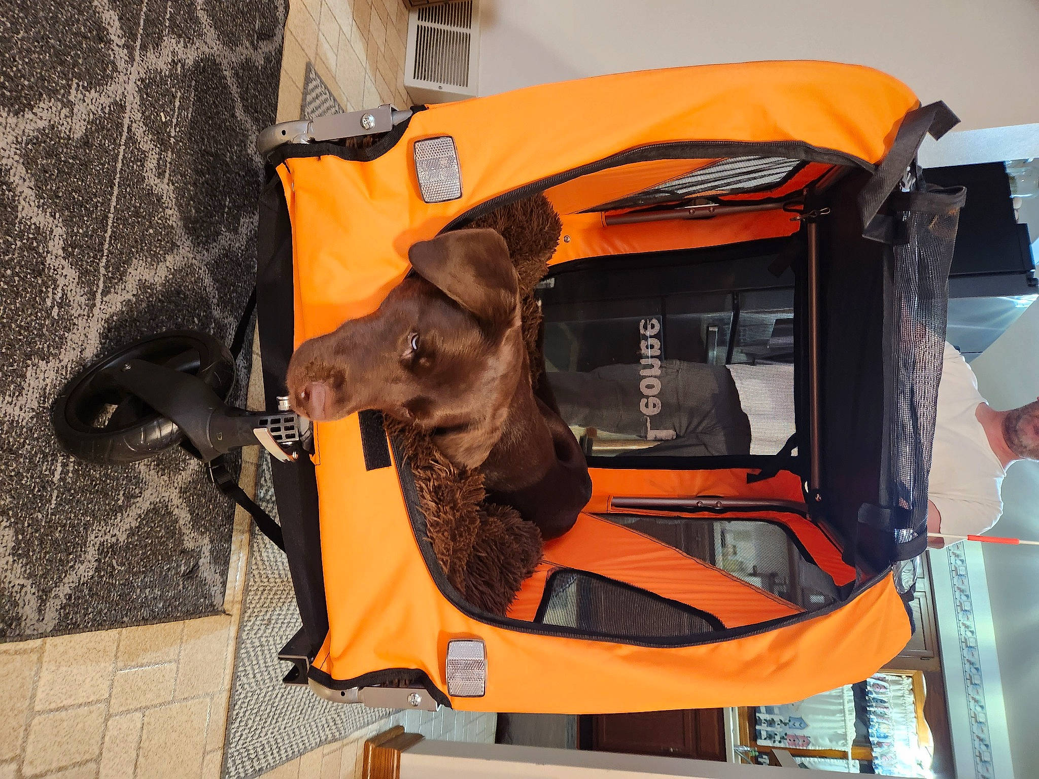 Lucy is registered to the contest to win money with this photo: auto_part, automotive_exterior, automotive_lighting, backpack, bag, baggage, carnivore, helmet, high_visibility_clothing, hood, luggage_and_bags, motor_vehicle, orange, personal_protective_equipment, rescuer, vehicle, working_animal, workwear