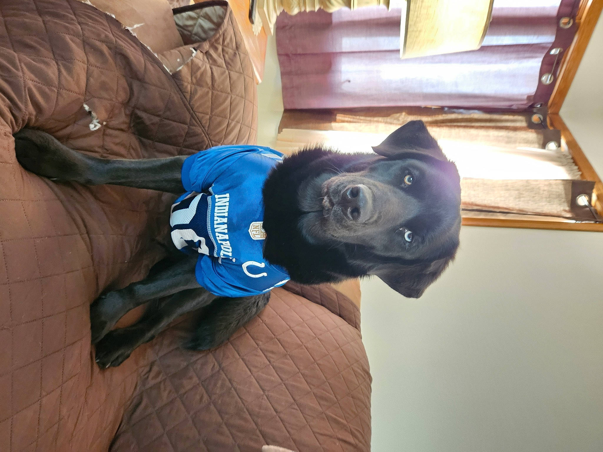 Mia is registered to the contest to win money with this photo: canidae, carnivore, comfort, companion_dog, dog_breed, elbow, electric_blue, fur, personal_protective_equipment, room, sleeve, snout, sporting_group, sportswear, t_shirt