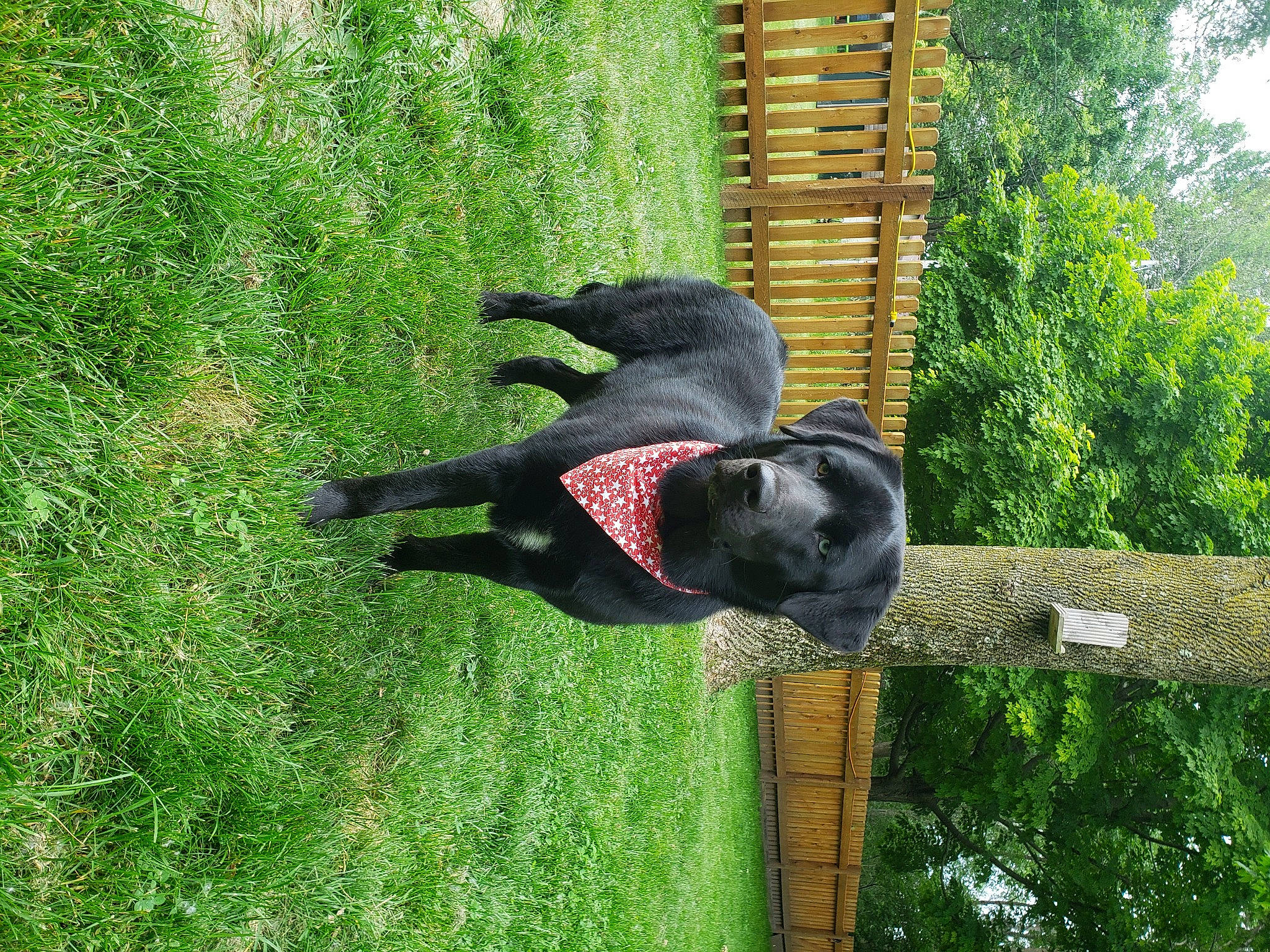 Mia joined the competition — help win amazing prizes! canidae, carnivore, dog, dog_breed, grass, groundcover, guard_dog, hunting_dog, plant, sporting_group, tail, tree, trunk, window, wood