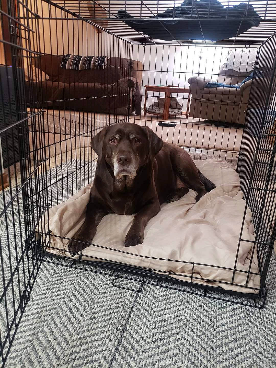 Chloe is registered to the contest to win money with this photo: animal_shelter, cage, carnivore, companion_dog, dog, dog_breed, dog_crate, dog_supply, felidae, fur, kennel, liver, mammal, metal, pet_supply, snout, sporting_group, terrestrial_animal, vertebrate, working_animal