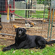 Mia joined the competition — help win amazing prizes! animal, black_dog, chicken_coop, chickens, daytime, dog, domestic_animal, farm, fence, grass, greenery, nature, outdoor, pet, quiet, relaxed, resting, wire_mesh, wood, yard