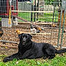 animal, black_dog, chicken_coop, chickens, daytime, dog, domestic_animal, farm, fence, grass, greenery, nature, outdoor, pet, quiet, relaxed, resting, wire_mesh, wood, yard
