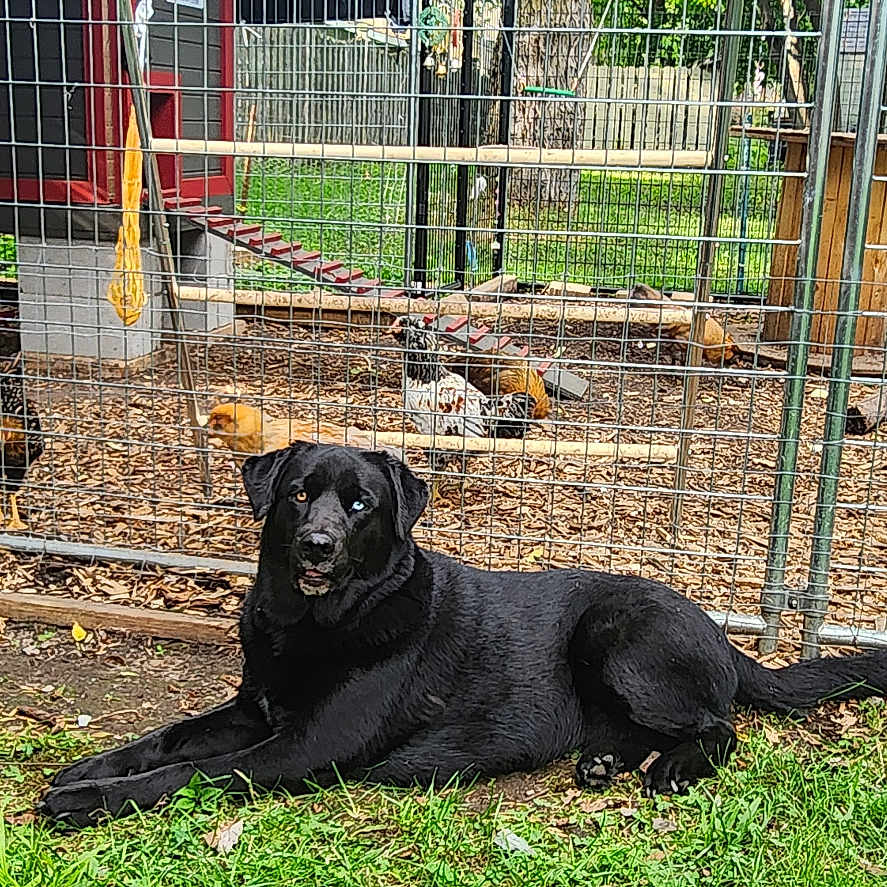 Mia joined the competition — help win amazing prizes! animal, black_dog, chicken_coop, chickens, daytime, dog, domestic_animal, farm, fence, grass, greenery, nature, outdoor, pet, quiet, relaxed, resting, wire_mesh, wood, yard