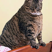Cheeta is registered to the contest to win money with this photo: animal, brown_fur, cat, closeup, domestic_animal, ears, eyes, feline, furniture, gray_fur, grumpy_expression, indoor, perched, pet, portrait, sitting, striped_fur, tabby_cat, whiskers, wooden_chair