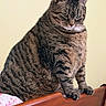 animal, brown_fur, cat, closeup, domestic_animal, ears, eyes, feline, furniture, gray_fur, grumpy_expression, indoor, perched, pet, portrait, sitting, striped_fur, tabby_cat, whiskers, wooden_chair