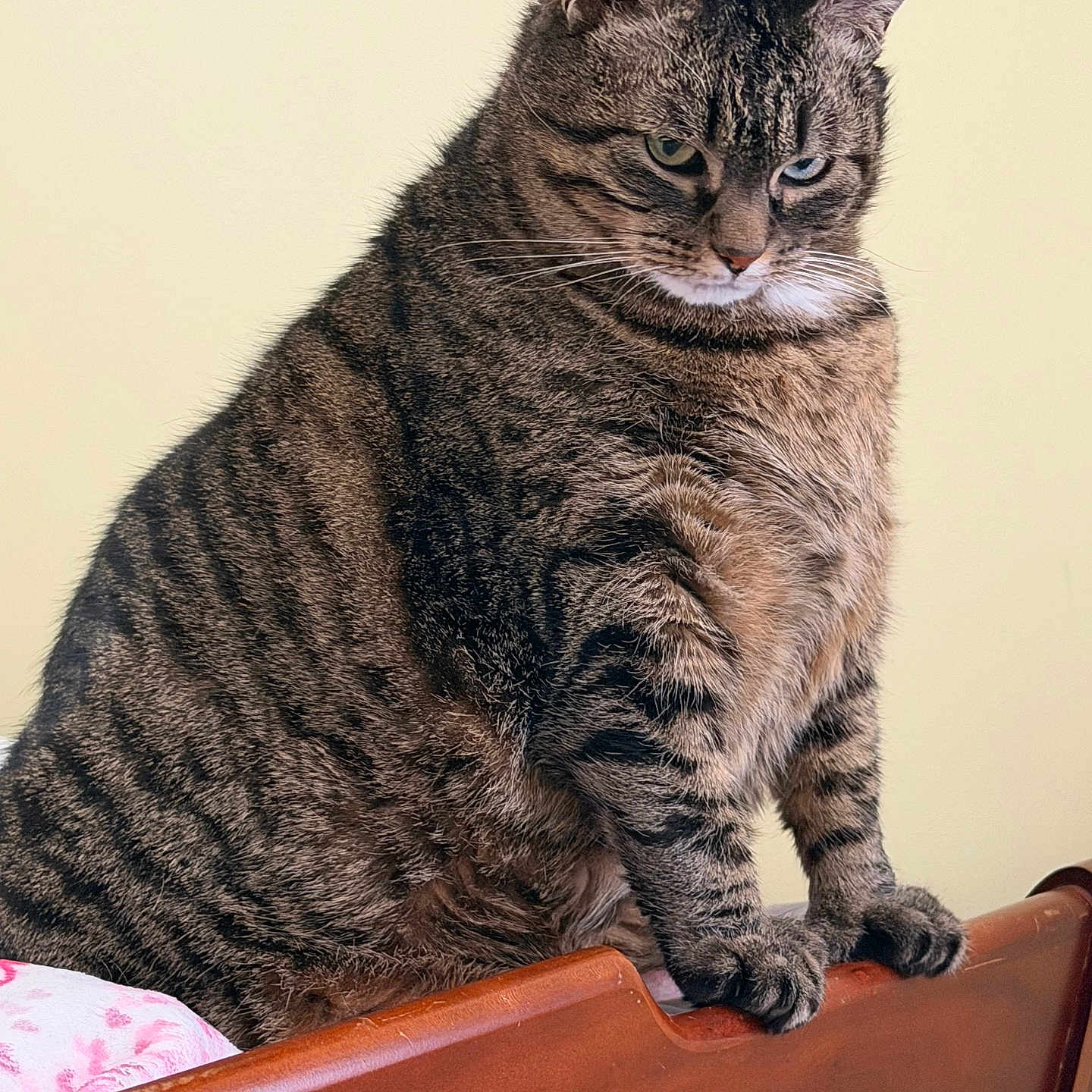 Cheeta