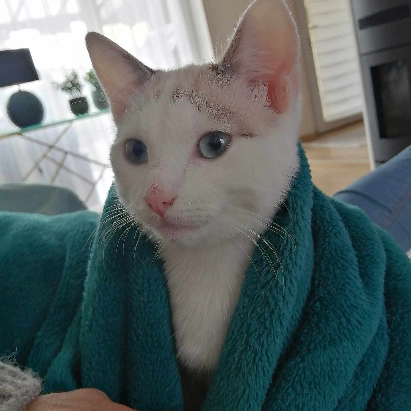 Pamuk
