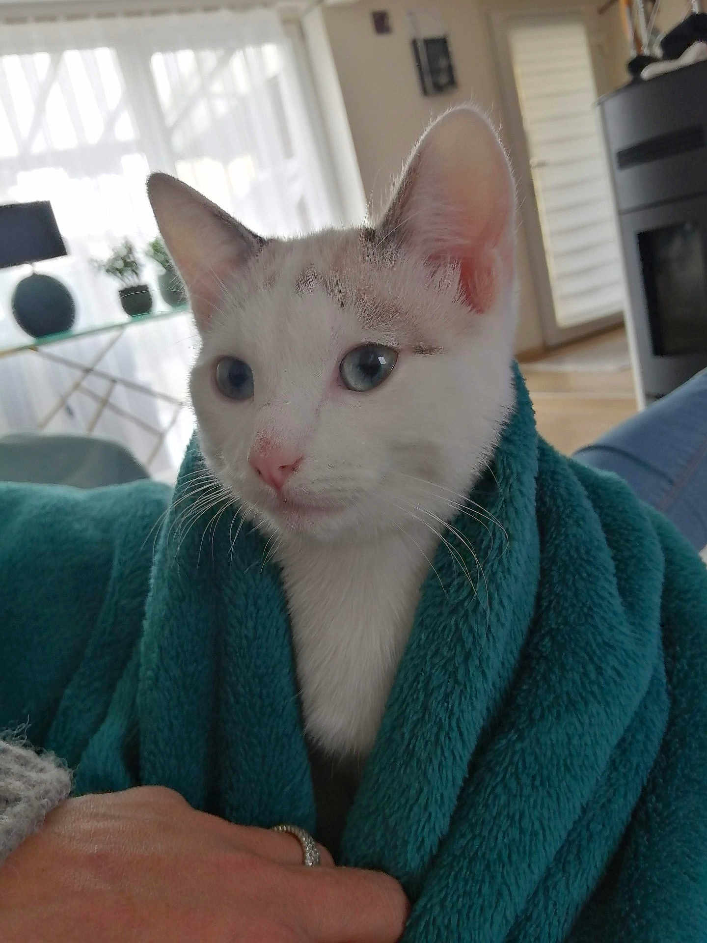 Pamuk a rejoint le concours — aidez-le/la à gagner de superbes lots ! cat, blue_eyes, white_fur, blanket, teal_blanket, indoor, cozy, potted_plants, glass_table, curious, furniture, hand, ring, soft_lighting, window, curtains, flooring, home, domestic_animal, pet