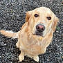 Rommy a rejoint le concours — aidez-le/la à gagner de superbes lots ! dog, golden_retriever, pet, animal, outdoor, gravel, sitting, looking_up, mammal, canine, fur, ears, tail, nose, eyes, cute, friendly, companion, domestic_animal, adorable