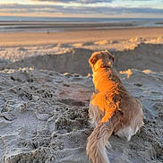 Rommy a rejoint le concours — aidez-le/la à gagner de superbes lots ! dog, golden_retriever, beach, sand, sunset, ocean, clouds, outdoor, nature, animal, pet, relaxing, sunlight, back_view, landscape, calm, serene, daytime, fur, tail