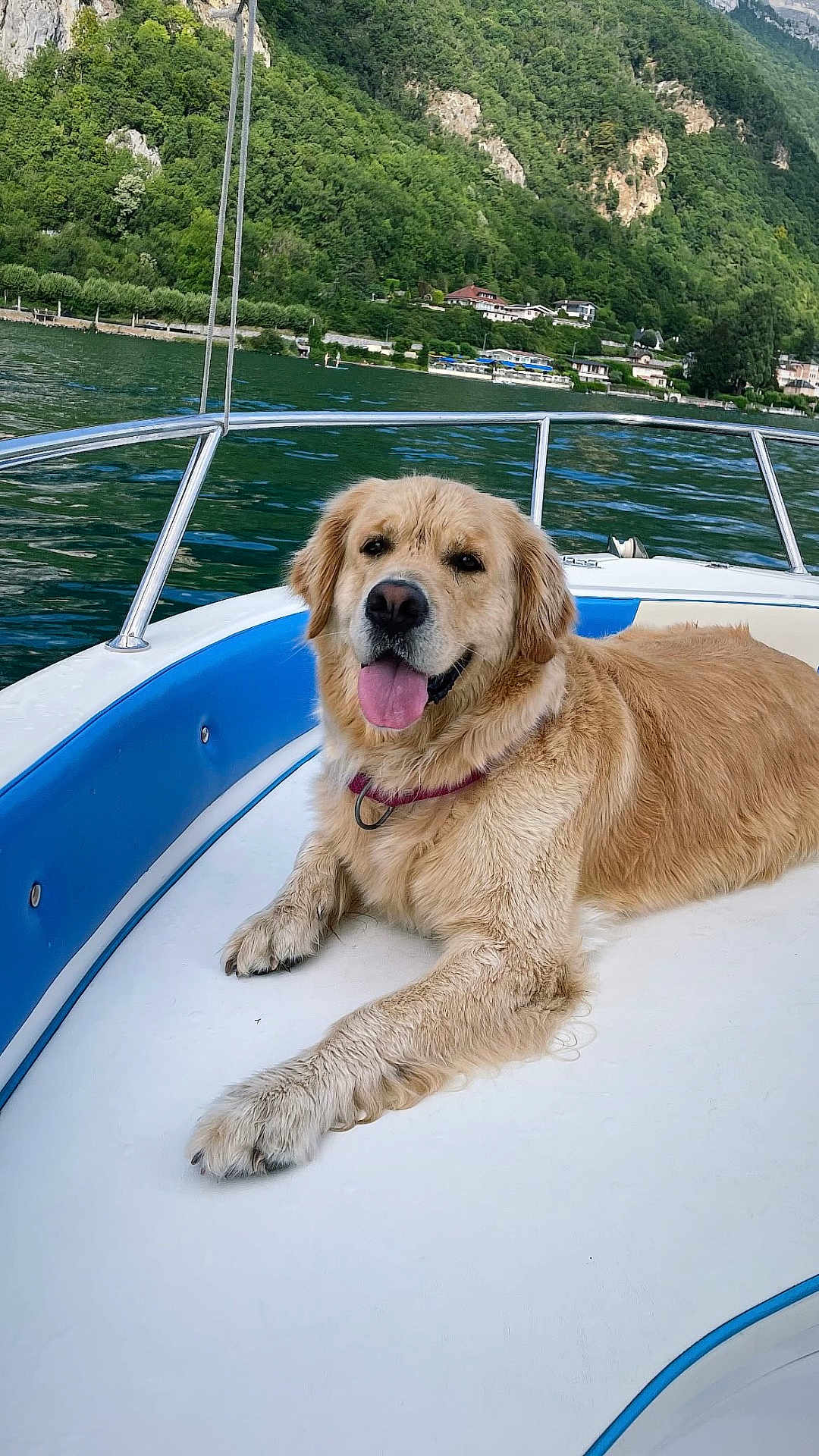 Rommy a rejoint le concours — aidez-le/la à gagner de superbes lots ! dog, golden_retriever, boat, lake, water, mountain, nature, outdoor, canine, pet, tongue_out, relaxed, fur, collar, scenic, greenery, summer, vacation, leisure, animal