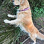 dog, golden_retriever, collar, tree, forest, greenery, moss, outdoor, nature, pet, canine, animal, fur, ground, leaves, trunk, side_view, curious, standing, tongue