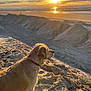 Rommy participe au concours pour gagner de l'argent avec cette photo : dog, golden_retriever, beach, sunset, sand, outdoor, animal, pet, nature, sky, water, sun, landscape, canine, sunlight, evening, shore, vacation, relaxation, scenic