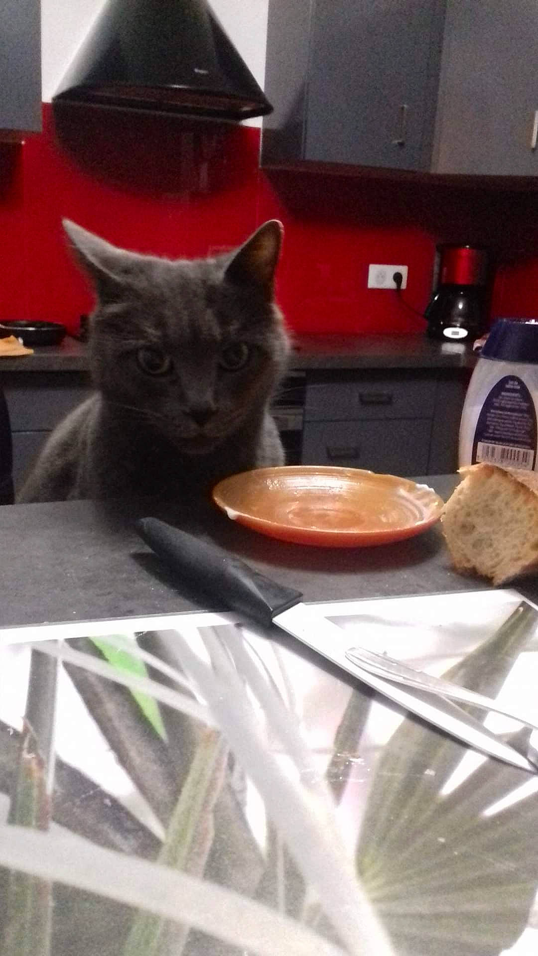 Basilic participe au concours pour gagner de l'argent avec cette photo : carnivore, cat, cat_food, cat_supply, cuisine, dish, dishware, felidae, food, ingredient, kitchen_appliance, mixing_bowl, plate, recipe, russian_blue, serveware, small_to_medium_sized_cats, snout, tableware, whiskers