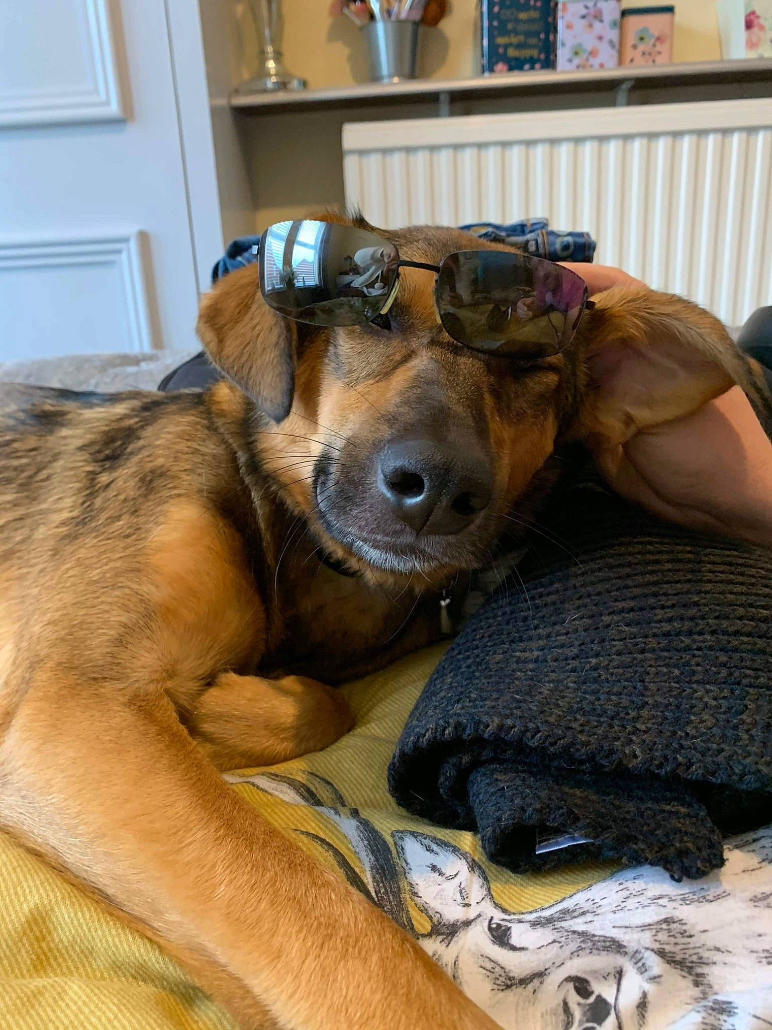 Gem joined the competition — help win amazing prizes! canidae, carnivore, companion_dog, dachshund, dog, dog_breed, eyewear, fawn, flooring, fur, furniture, glasses, paw, puppy, snout, sporting_group, whiskers, working_animal