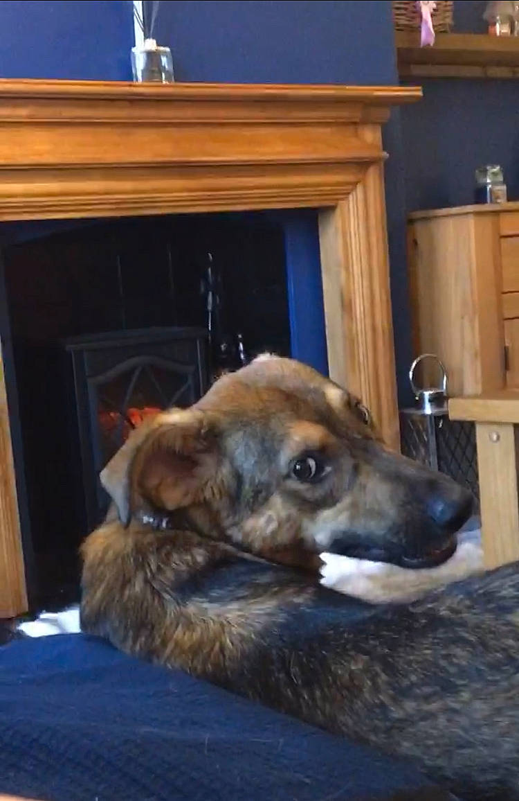 Gem is registered to the contest to win money with this photo: canidae, carnivore, dog, dog_breed, fawn, floor, greyhound, hortaya_borzaya, lurcher, snout, whippet