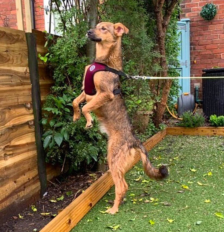 Gem joined the competition — help win amazing prizes! ancient_dog_breeds, backyard, canidae, carnivore, companion_dog, dog, dog_breed, fawn, irish_terrier, lurcher, mammal, terrier, vertebrate