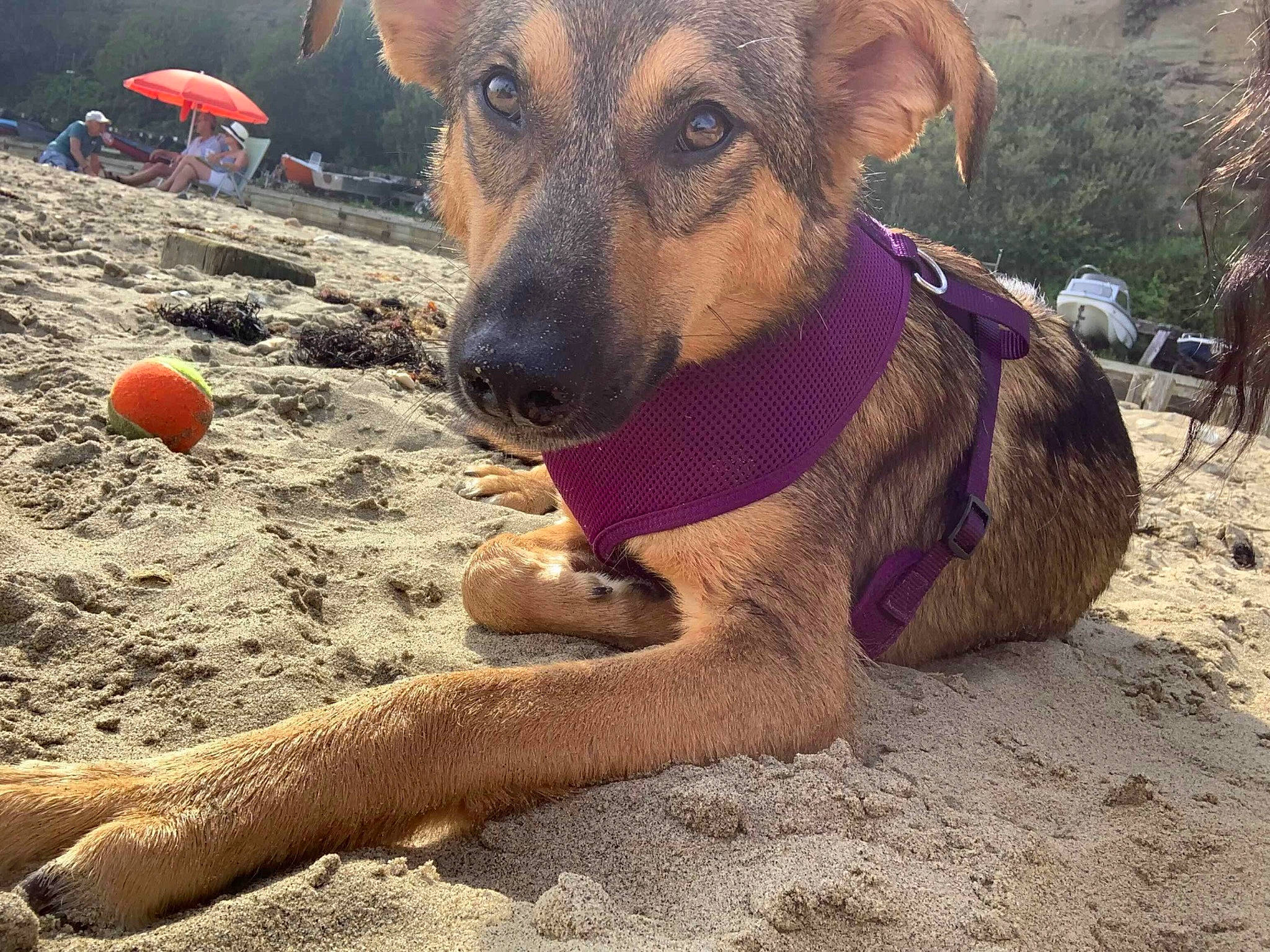 Gem is registered to the contest to win money with this photo: africanis, black_mouth_cur, canidae, carnivore, dog, dog_breed, fawn, german_shepherd_dog, mountain_cur, potcake_dog, rare_breed_dog, snout, street_dog, working_dog