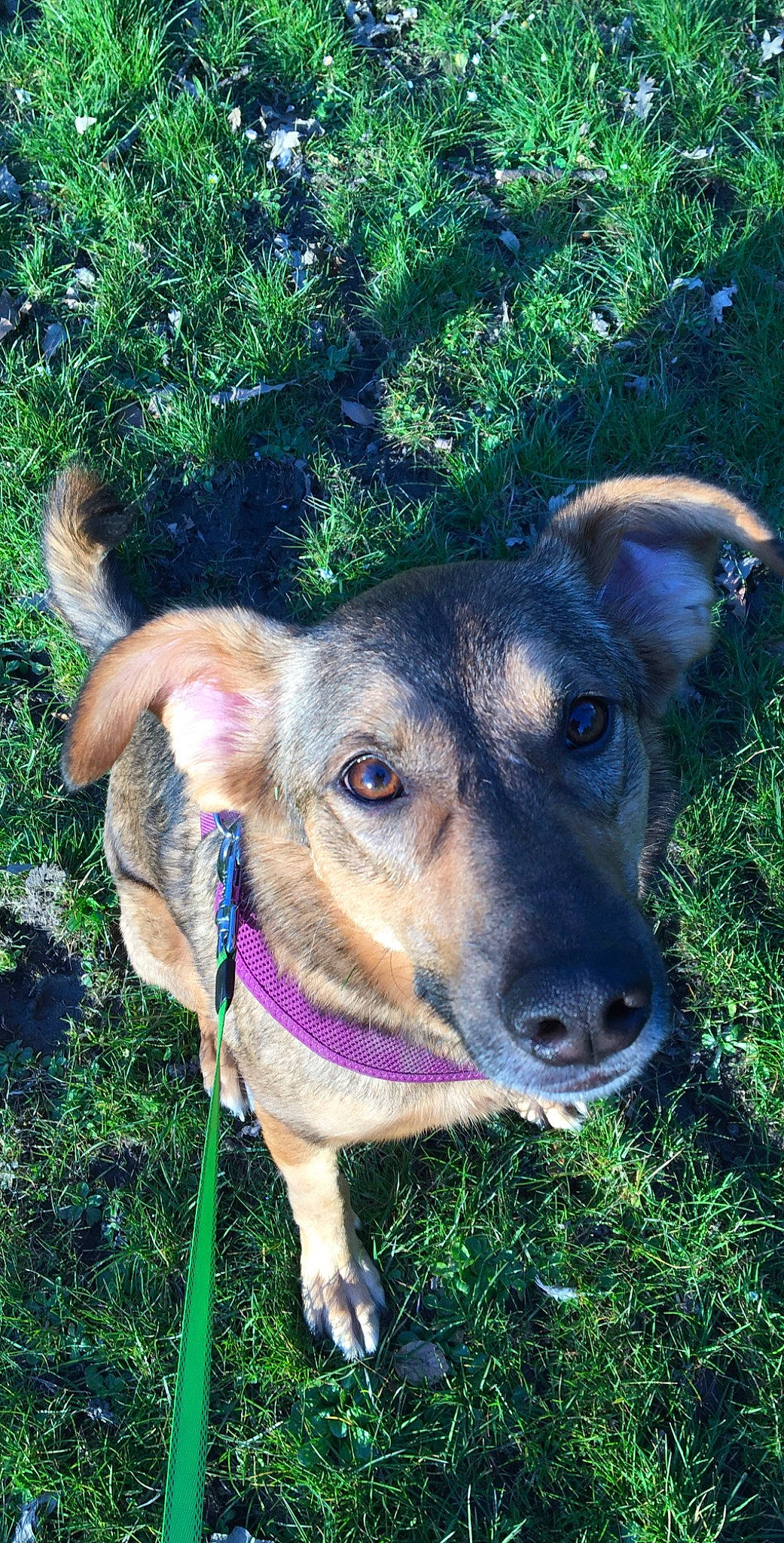 Gem joined the competition — help win amazing prizes! canidae, carnivore, dog, dog_breed, fawn, german_shepherd_dog, mammal, nose, potcake_dog, snout, working_dog