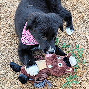 Baïla a rejoint le concours — aidez-le/la à gagner de superbes lots ! puppy, dog, black_fur, white_paws, pink_bandana, stuffed_toy, grass, dry_grass, green_plants, outdoor, playful, animal, pet, toy, young_dog, canine, nature, lying_down, chewing, cute