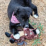 puppy, dog, black_fur, white_paws, pink_bandana, stuffed_toy, grass, dry_grass, green_plants, outdoor, playful, animal, pet, toy, young_dog, canine, nature, lying_down, chewing, cute