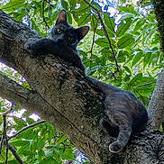 Love is registered to the contest to win money with this photo: animal, black_cat, cat, climbing, ears, eyes, foliage, forest, fur, greenery, leaves, looking_at_camera, lying_down, nature, outdoors, pet, tree, tree_branch, trunk, wildlife