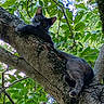animal, black_cat, cat, climbing, ears, eyes, foliage, forest, fur, greenery, leaves, looking_at_camera, lying_down, nature, outdoors, pet, tree, tree_branch, trunk, wildlife