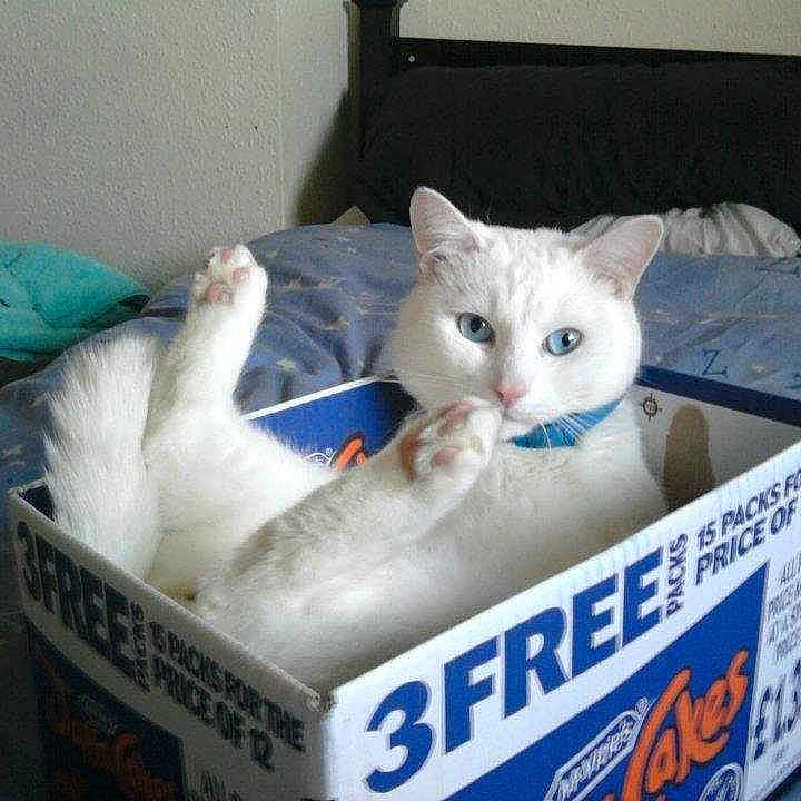Snowball is registered to the contest to win money with this photo: