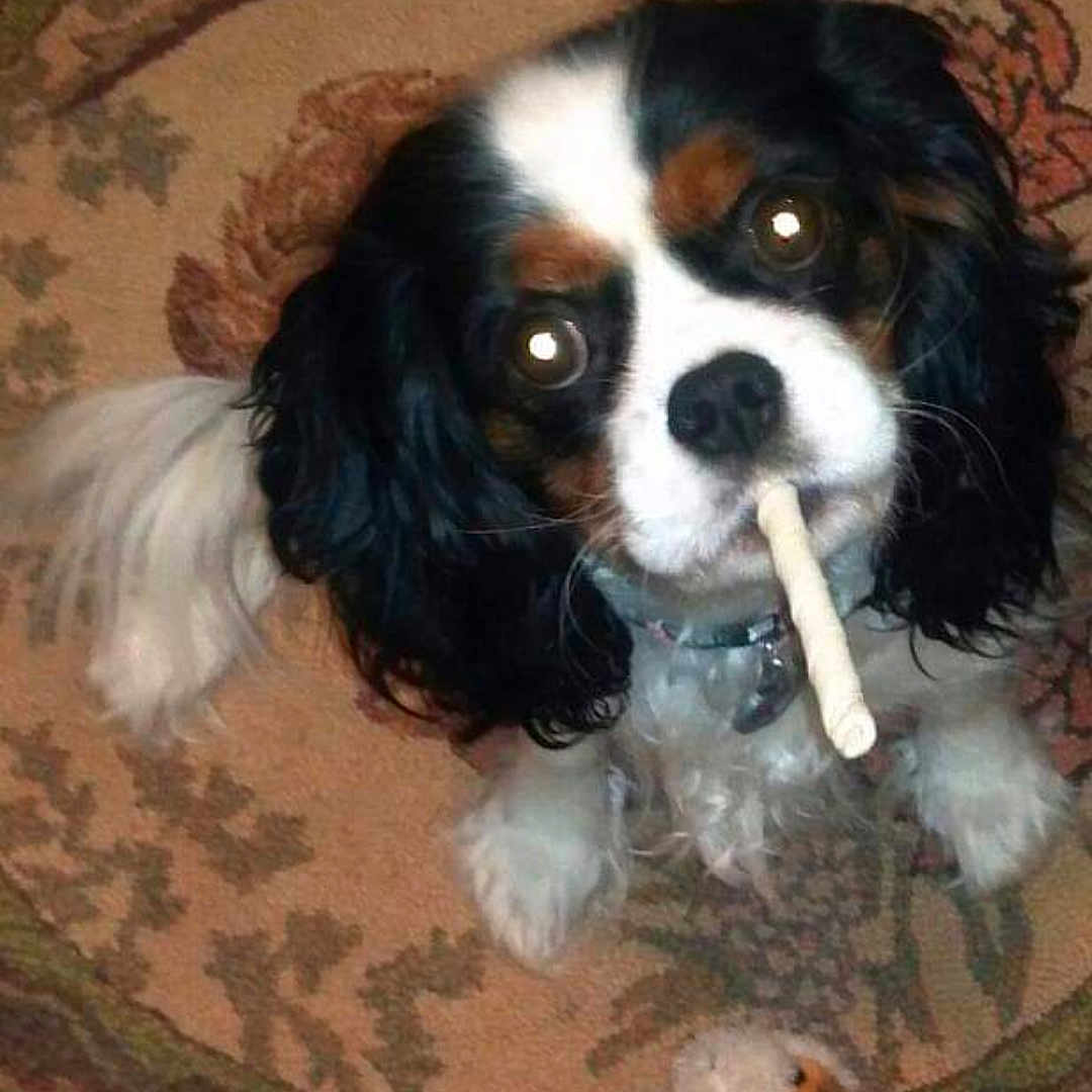 Lulu