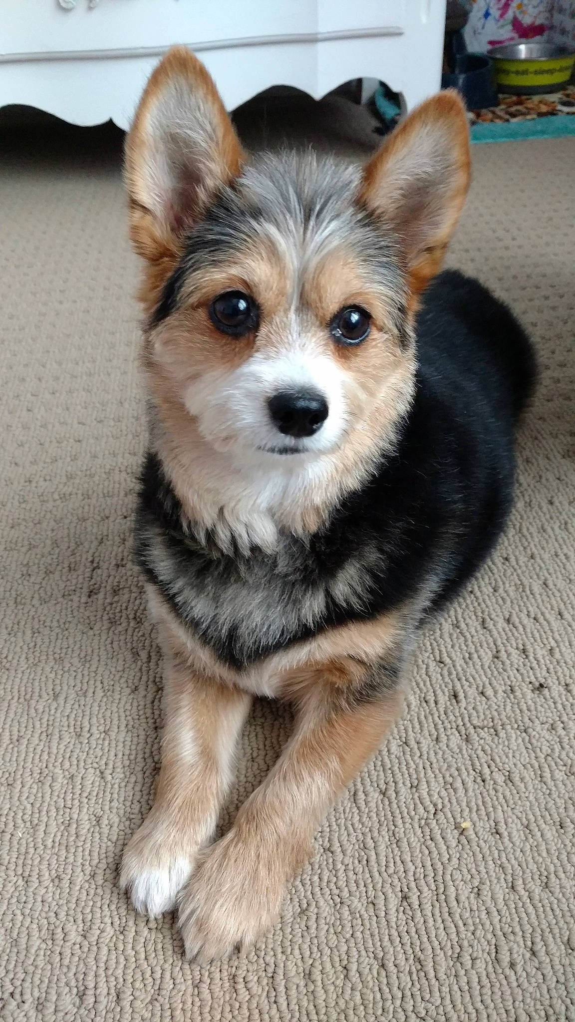 Winnie is registered to the contest to win money with this photo: canidae, carnivore, collar, companion_dog, corgi_chihuahua, dog, dog_breed, dog_supply, ear, fawn, fur, herding_dog, sitting, snout, sporting_group, terrestrial_animal, toy_dog, whiskers, working_animal, working_dog