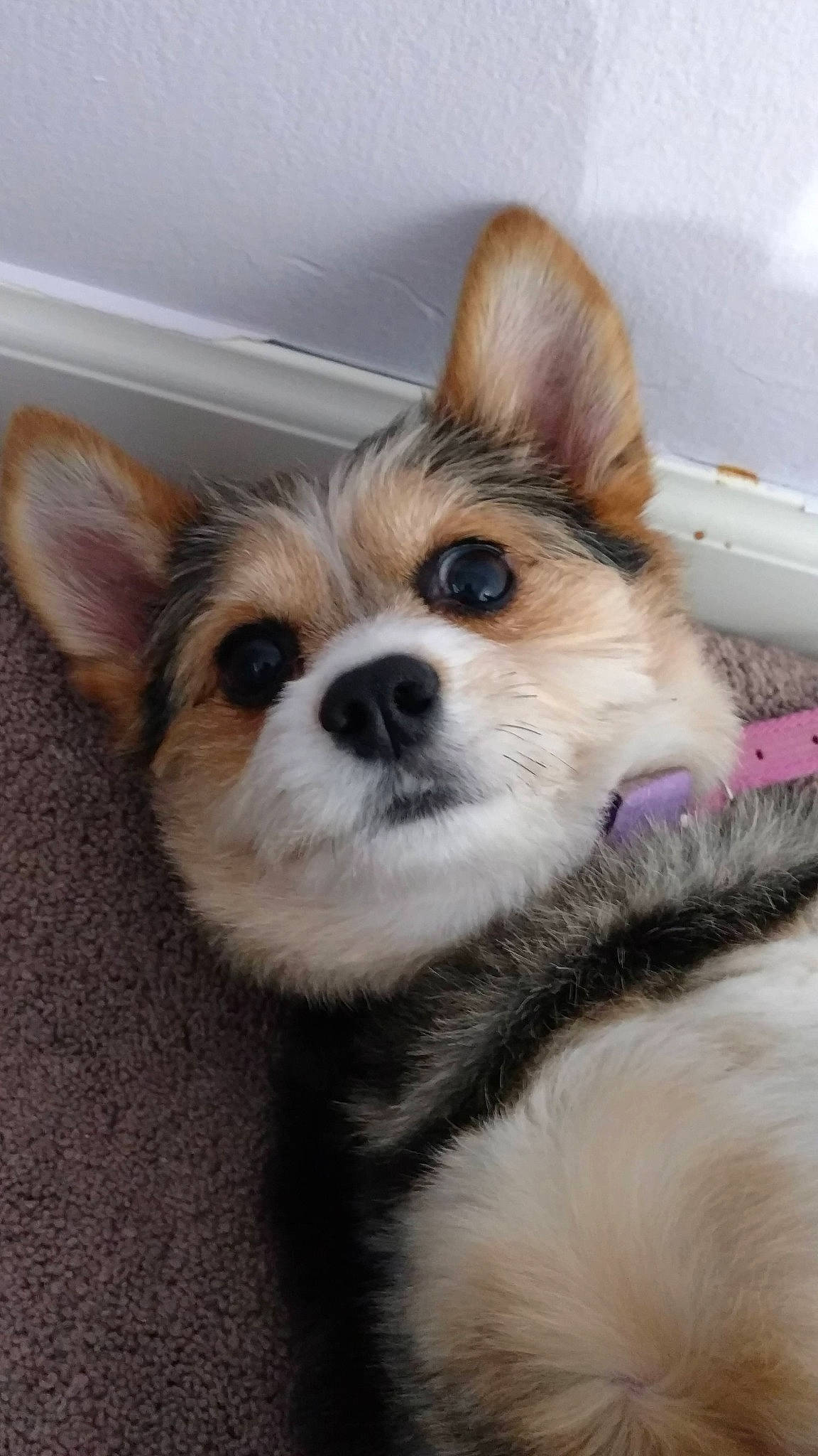 Winnie joined the competition — help win amazing prizes! canidae, carnivore, companion_dog, corgi_chihuahua, dog, dog_breed, dog_supply, ear, fawn, fur, mammal, snout, sporting_group, terrestrial_animal, toy_dog, whiskers, working_animal