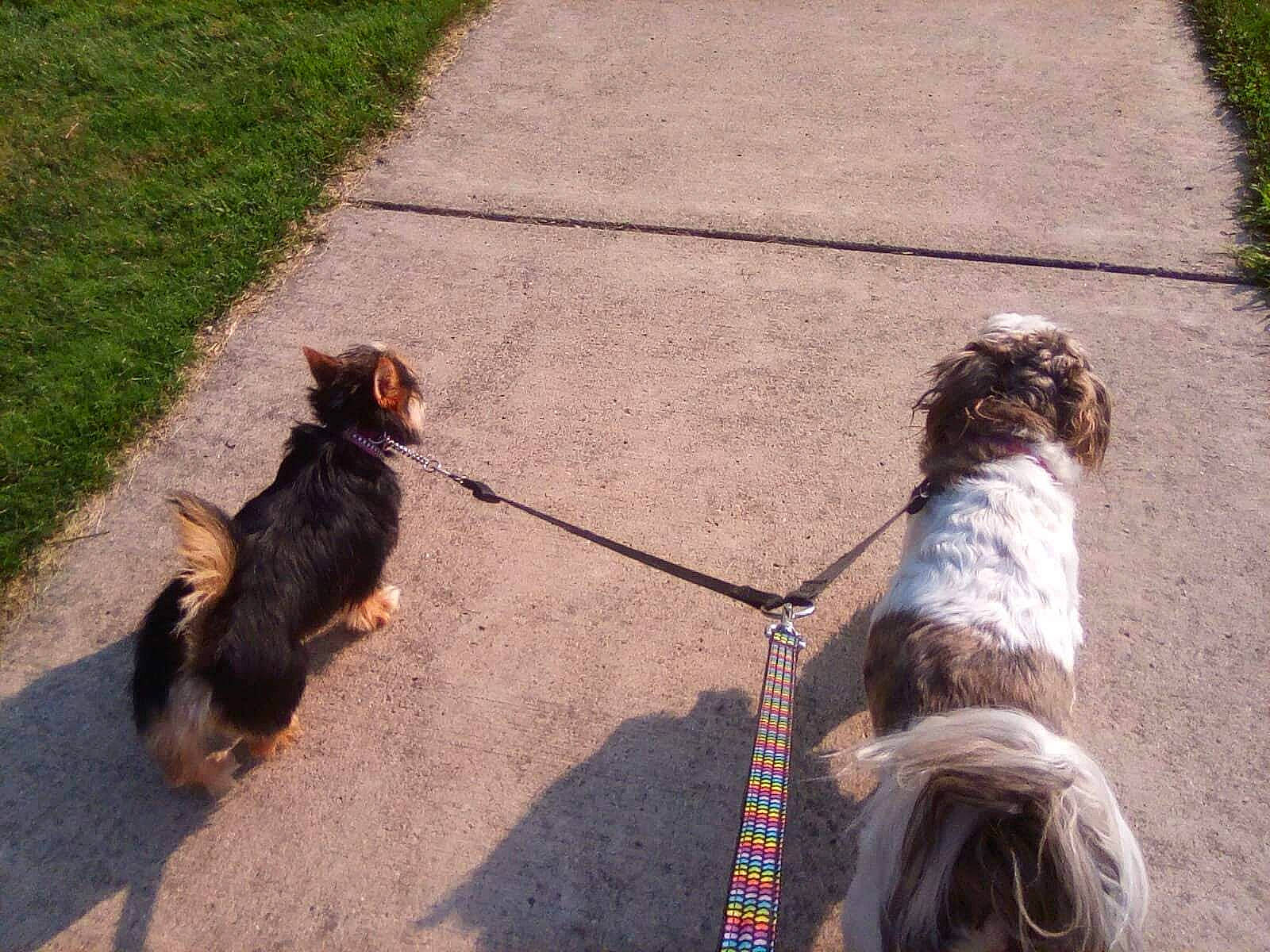 Winnie joined the competition — help win amazing prizes! asphalt, canidae, carnivore, collar, companion_dog, dog, dog_breed, dog_collar, dog_walking, fawn, grass, leash, pet_supply, road_surface, sidewalk, sporting_group, tail, terrier, toy_dog, water_dog