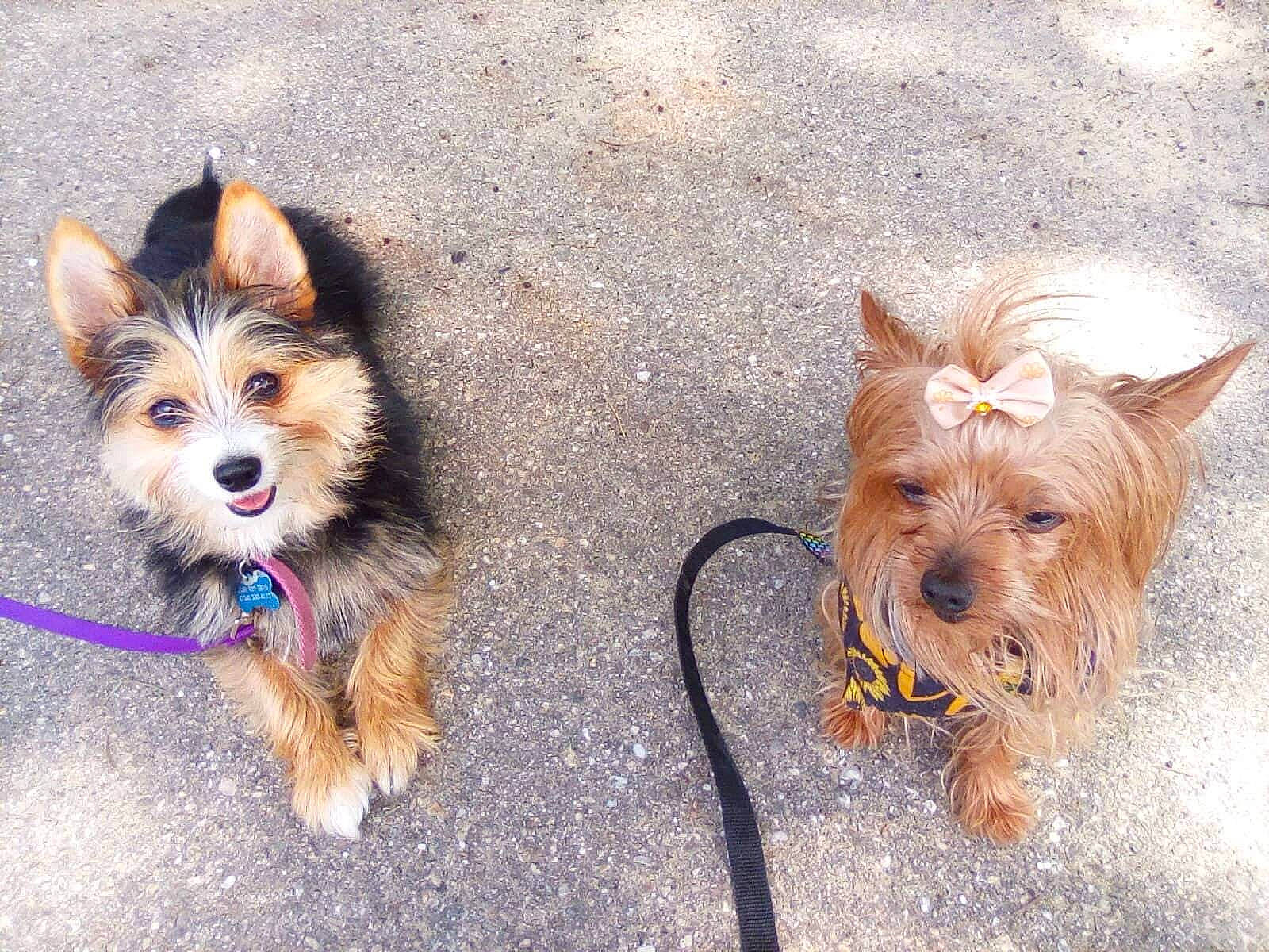 Winnie joined the competition — help win amazing prizes! canidae, carnivore, collar, companion_dog, dog, dog_breed, dog_collar, dog_supply, event, fashion_accessory, fawn, fur, leash, pet_supply, small_terrier, snout, sporting_group, terrier, toy_dog, working_animal