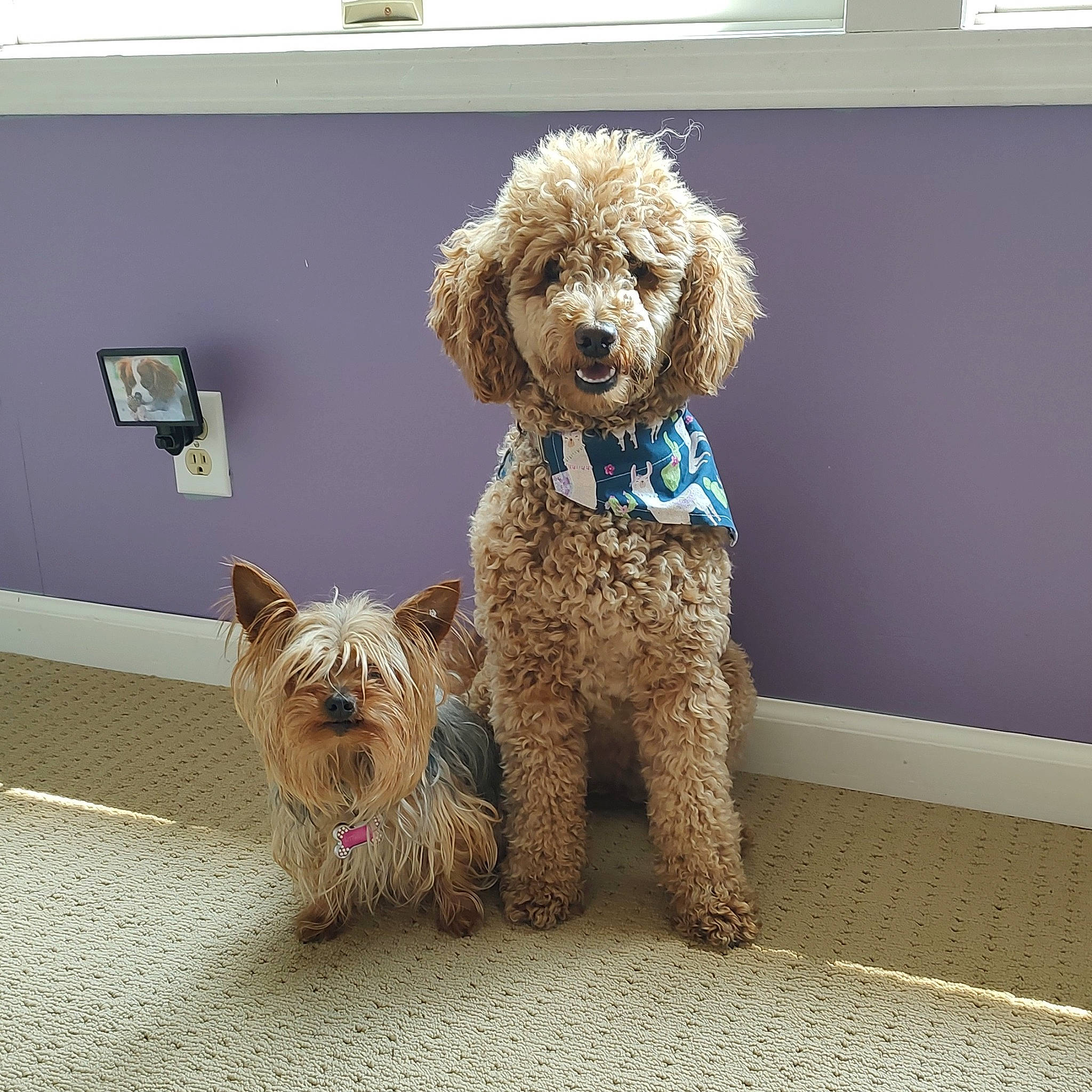 Lady joined the competition — help win amazing prizes! canidae, carnivore, collar, companion_dog, dog, dog_breed, dog_collar, dog_supply, fawn, mammal, pet_supply, poodle, snout, sporting_group, terrier, toy, toy_dog, vertebrate, water_dog, working_animal