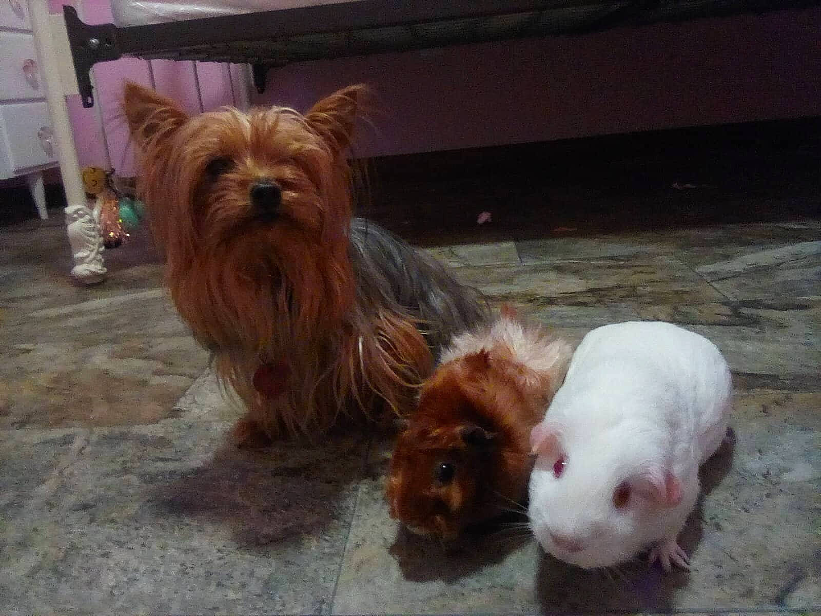 Lady is registered to the contest to win money with this photo: biewer_terrier, cabinetry, canidae, carnivore, companion_dog, dog, dog_breed, dog_supply, fawn, fur, liver, small_terrier, snout, sporting_group, terrestrial_animal, terrier, toy_dog, whiskers, working_animal, yorkipoo