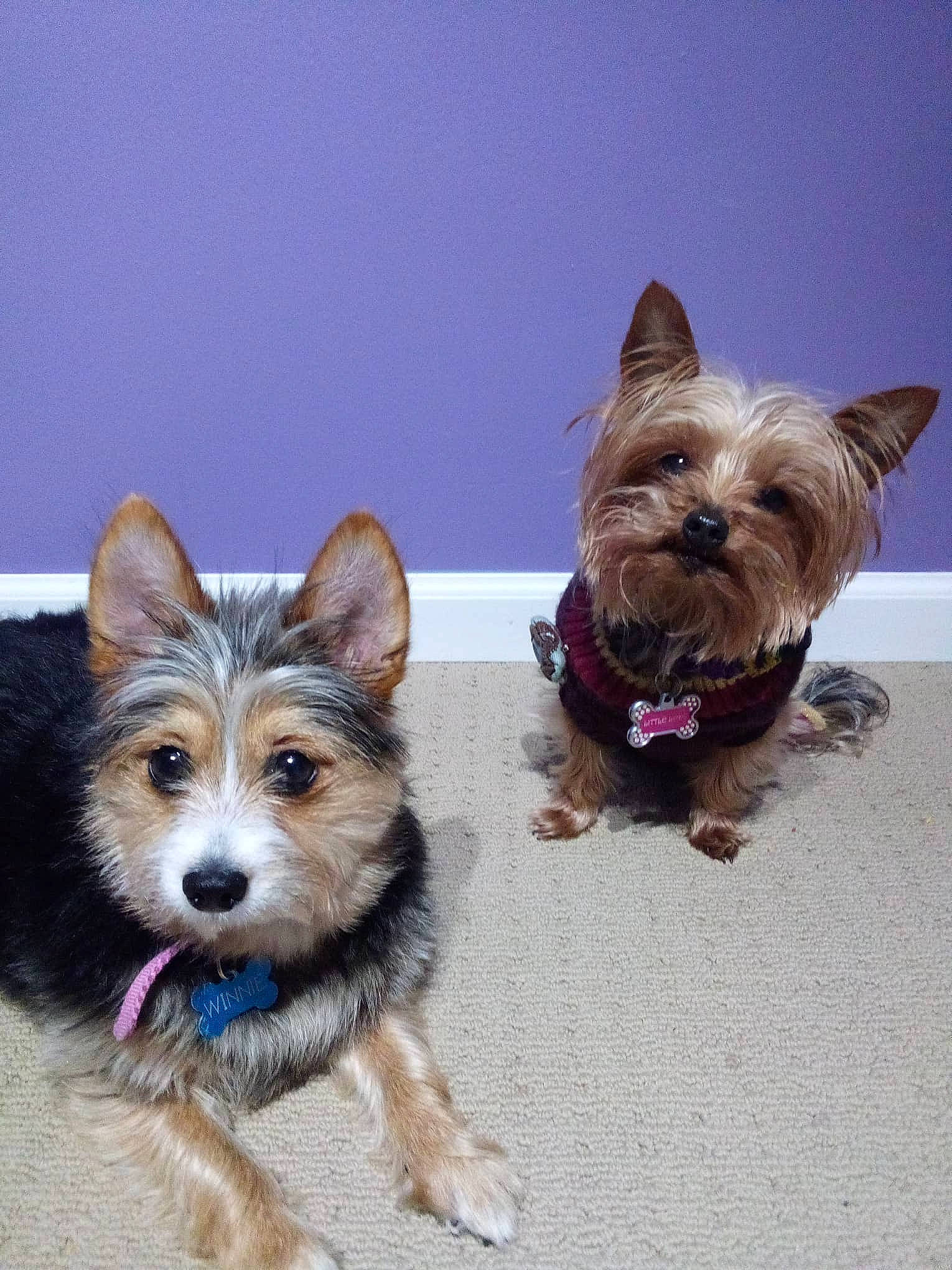 Lady joined the competition — help win amazing prizes! canidae, carnivore, collar, companion_dog, dog, dog_breed, dog_supply, ear, fashion_accessory, fur, liver, paw, small_terrier, snout, sporting_group, toy_dog, working_animal, working_dog