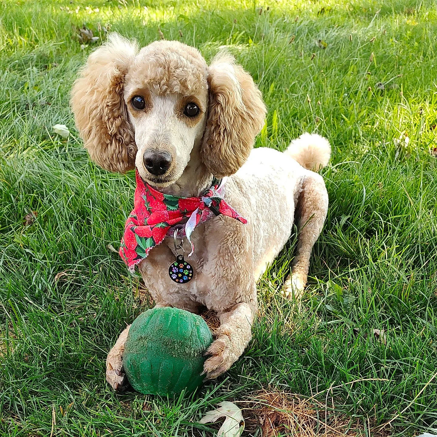 Ruby is registered to the contest to win money with this photo: ball, carnivore, companion_dog, dog, dog_breed, dog_supply, dog_toy, grass, green, gun_dog, liver, pet_supply, poodle, snout, spaniel, sporting_group, sports_equipment, standard_poodle, tennis_ball, water_dog