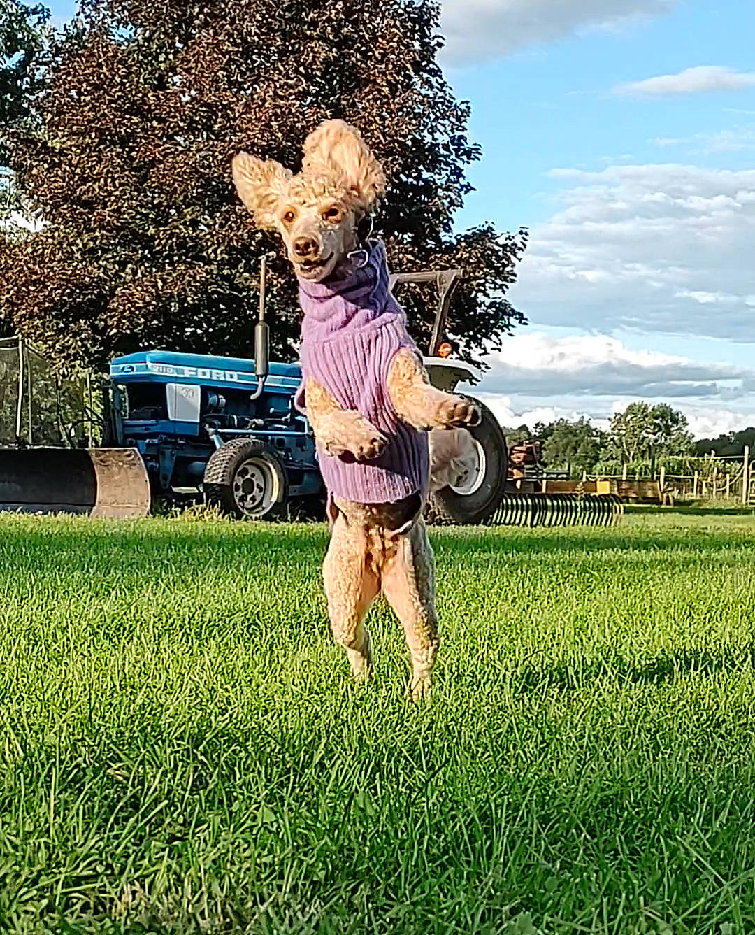 Ruby joined the competition — help win amazing prizes! agriculture, farmworker, grass, grassland, happy, hat, human_leg, landscape, lawn, leg, leisure, meadow, pasture, people_in_nature, plant, prairie, sky, tire, tree, wheel