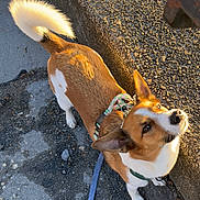 Pretzel joined the competition — help win amazing prizes! dog, small_dog, brown_and_white, curled_tail, harness, leash, outdoor, sunlight, concrete, pavement, pet, animal, canine, sidewalk, texture, walking, daylight, looking_up, ears_up, cute