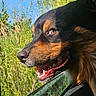 black_and_tan, blue_sky, brown_eyes, car, car_window, close_up, collar, dog, fur, grass, happy, open_mouth, outdoor, portrait, smiling, sunlight, teeth, tongue, vegetation, vehicle