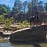 adventure, animal, black_and_brown, canine, dog, landscape, long_hair, nature, orange_toy, outdoors, pet, reflection, rock, rocky_terrain, standing, stream, sunlight, trees, water, woodland