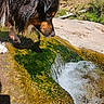 Talyo participe au concours pour gagner de l'argent avec cette photo : dog, wet_dog, long_hair, brown_fur, black_fur, outdoor, stream, running_water, waterfall, river, moss, algae, rocks, grass, nature, sunlight, animal, canine, close_up, adventure