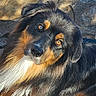 amber_eyes, animal, black_fur, brown_fur, canine, close_up, cute, detailed_fur, dog, fluffy, long_hair, looking_at_camera, outdoor, pet, portrait, sitting, stone_background, sunlight, tri_color, white_fur