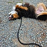 Talyo participe au concours pour gagner de l'argent avec cette photo : dog, puppy, tri_color, fluffy, long_hair, lying_down, belly_up, paws_up, playful, relaxed, outdoor, gravel, path, leash, collar, black_and_brown, white_fur, open_mouth, canine, funny_pose