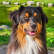 Talyo a rejoint le concours — aidez-le/la à gagner de superbes lots ! dog, pet, animal, portrait, fluffy, long_hair, black_fur, brown_fur, white_fur, happy, smiling, open_mouth, tongue, eyes, ears, outdoor, pond, water, lily_pads, grass
