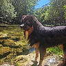 adventure, animal, black_and_brown, dog, forest, long_hair, mountains, nature, outdoors, reflection, river, rocks, scenic, standing, stream, sunlight, water, wet, wet_fur, woodland