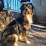 dog, tricolor_dog, fluffy, long_hair, sitting, outdoor, portrait, harness, leash, black_fur, brown_fur, white_fur, alert, serious_expression, sunlight, stone_wall, metal_railing, pavement, shadow, pet