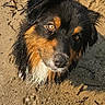 animal, beach, beard, black_and_tan, brown_eyes, close_up, dog, expressive, floppy_ears, ground, long_hair, looking_up, outdoor, pet, photography, portrait, sand, scruffy, sunlight, wet_fur