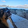 dog, tricolor_dog, portrait, closeup, outdoor, seaside, coastline, ocean, water, rocks, mountains, cruise_ship, blue_sky, clouds, promenade, stone, fur, snout, looking_up, scenic