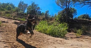 Talyo a rejoint le concours — aidez-le/la à gagner de superbes lots ! dog, puppy, outdoors, woodland, forest, trail, dirt, sunlight, shadow, blue_sky, trees, pine_tree, vegetation, nature, running, motion, fluffy, long_hair, black_and_brown, animal